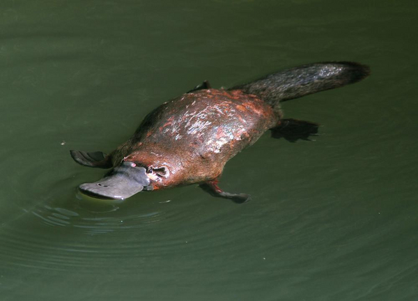 Platypus  c  worldswildlifewonders  shutterstock