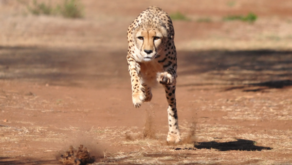 cheetah