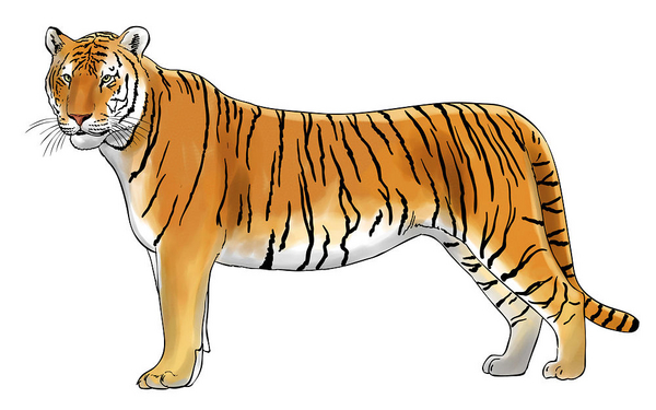 The Tiger    nicolasprimola 2015  Scanpix 