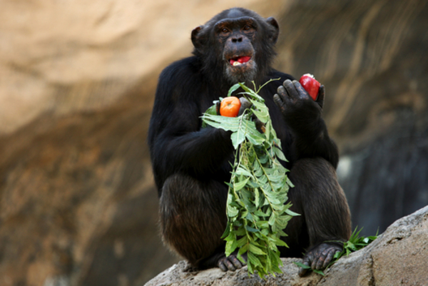 Chimps  Phase4Photography  Shutterstock